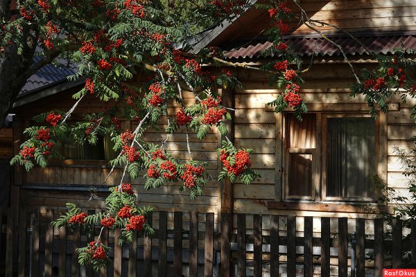 Рябины гроздья Алые в саду