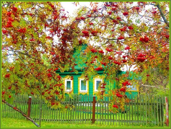 Калина в палисаднике