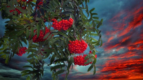 Пейзаж с рябиной