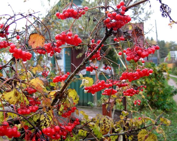 Ягоды рябины и калины