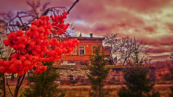 Пейзаж с рябиной