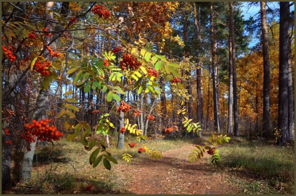 Рябиновая роща