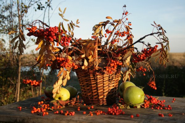 Осень рябина