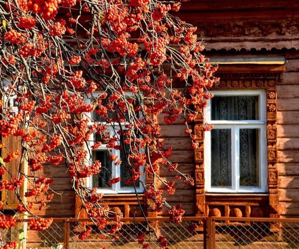 Деревенский дом с рябиной
