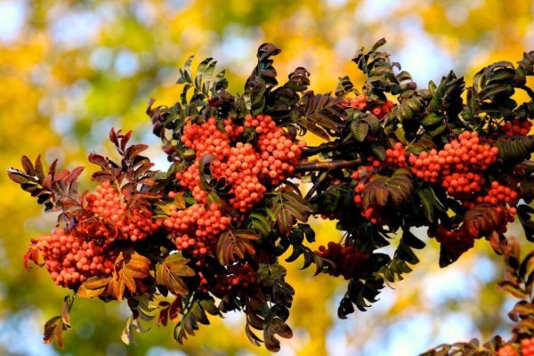 Осенний пётр и Павел — рябинники.