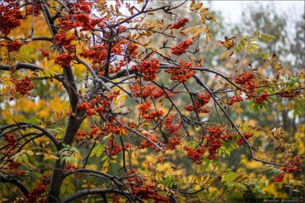 Рябина дерево осень