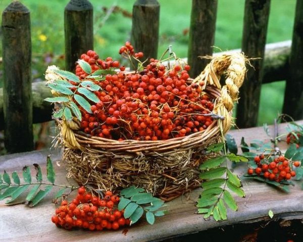 День рябиновых ягод