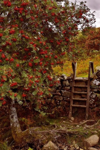 Рябина Гранатная дерево