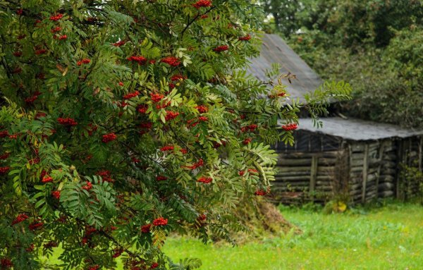 Рябина обыкновенная многоствольная