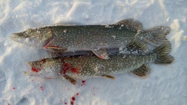 Крупная щука на снегу