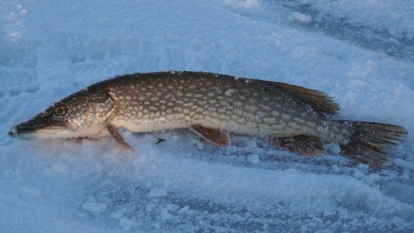 Жерлица на щуку