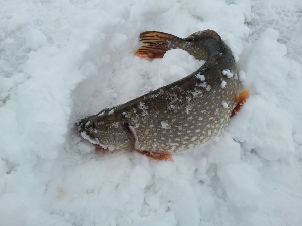 Щука на снегу