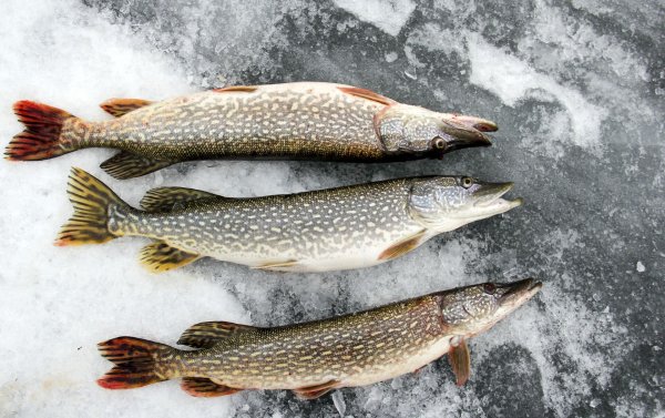 Крупная щука на льду