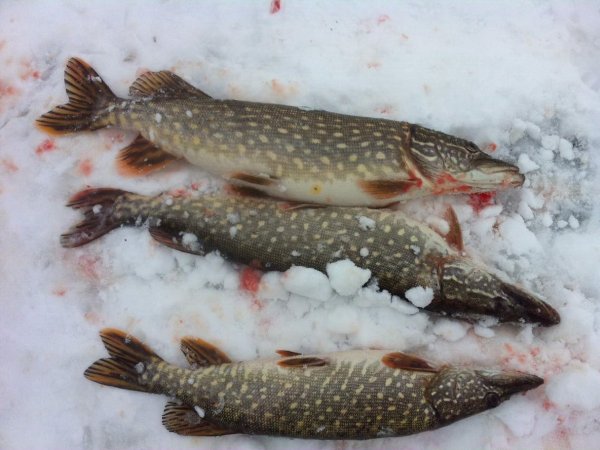 Зимний клев