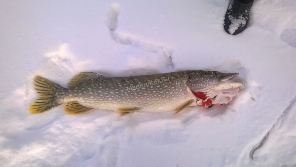 Щука на льду