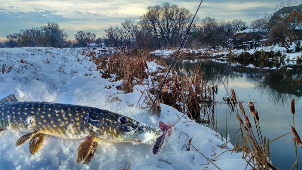 Зимняя рыбалка на щуку