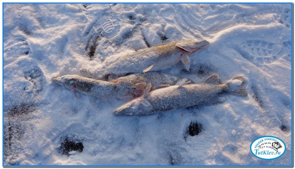 Куча щуки на снегу