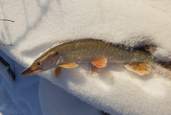 Большая щука на снегу