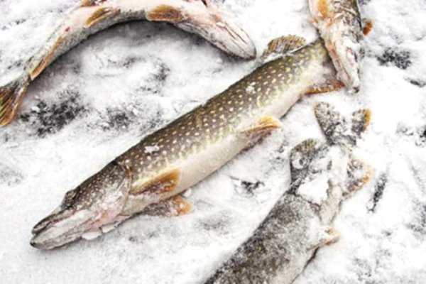 Щука на снегу