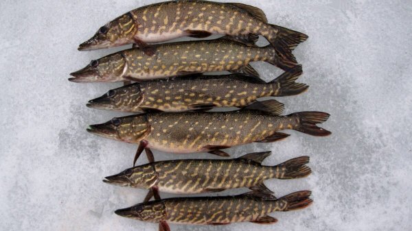 Много щук на снегу