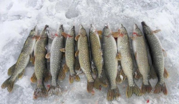 Зимний улов щуки