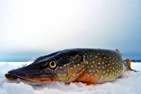 Щука в лунке