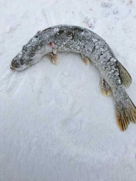 Зимняя щука на льду