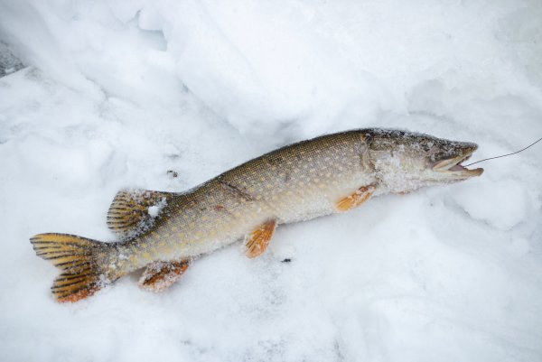 Зимняя щука