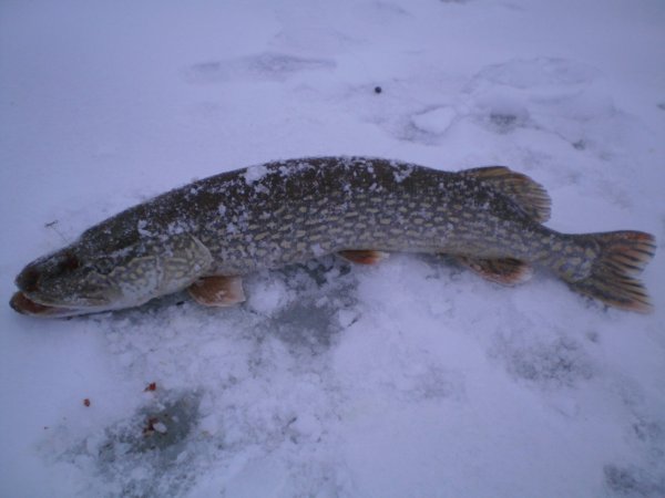 Щука на снегу