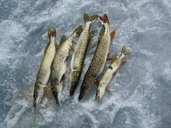 Щука на льду зимой