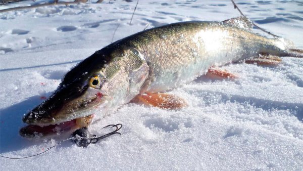 Щука на льду