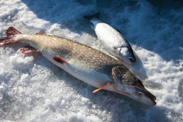 Рыбы ХМАО щука