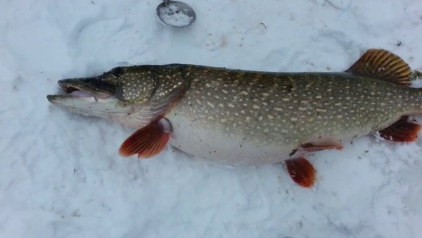 Щука 10кг зимой