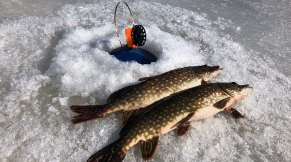 Зимняя рыбалка на щуку