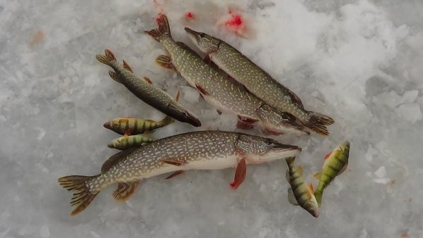 Щука на озере зимой