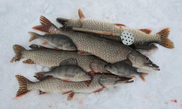 Зимний улов щуки