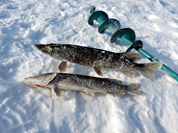 Зимняя рыбалка на щуку