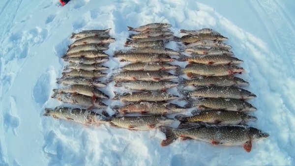 Щука на льду