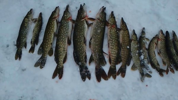 Щука на льду