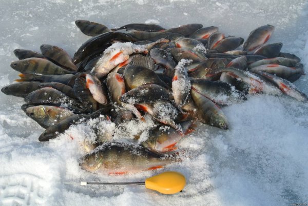 Зимний улов