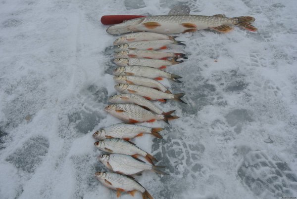Щука зимой на реках