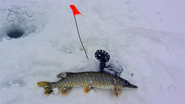 Рыбалка на жерлицы зимой на щуку