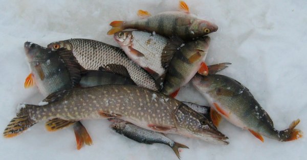 Плотва, подлещик и окунь