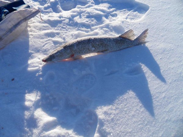Щука на снегу