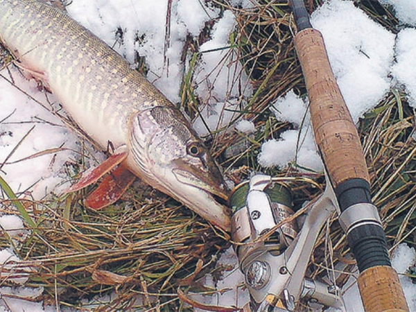 Зимний спиннинг на щуку