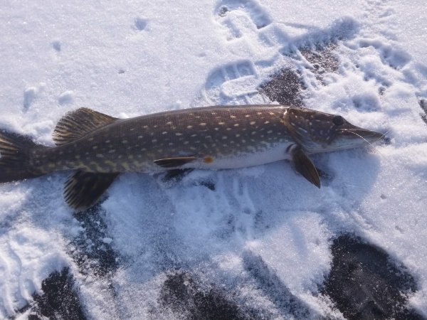 Зимняя щука