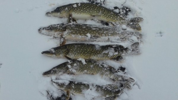 Щука на снегу