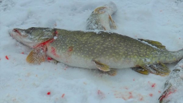 Крупная щука на льду