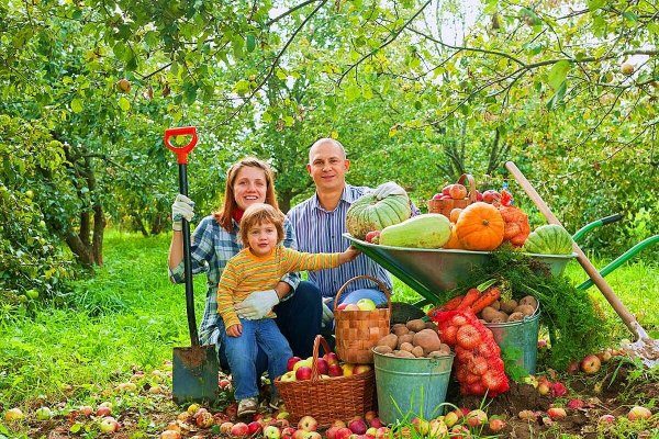 Осень сбор урожая