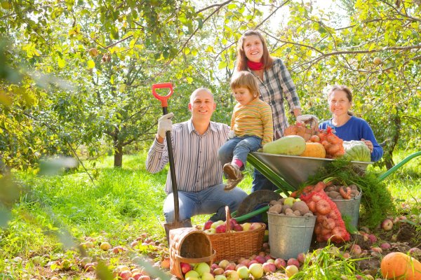 Сбор урожая на даче